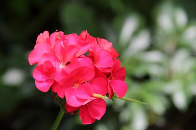Pelargonium hortorum